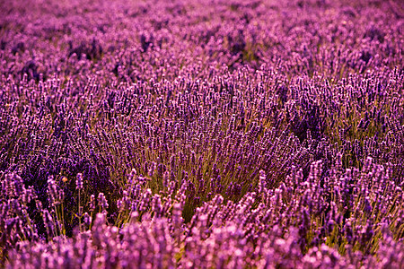 紧紧的紫紫色花朵布希斯场地蓝色太阳紫色植物芳香花园疗法香味农村图片