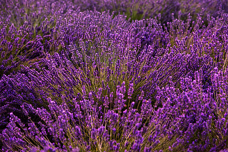 紧紧的紫紫色花朵布希斯芳香花园场地薰衣草日落太阳草本植物植物紫色农村图片