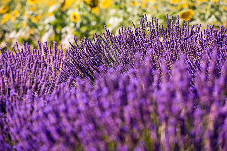 紧紧的紫紫色花朵布希斯薰衣草花园农村园艺蓝色草本植物日落太阳香气香味图片