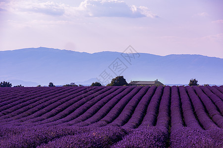 拉丁美洲法郎香水紫色薰衣草收成蜜蜂日落高原疗法香味蓝色图片