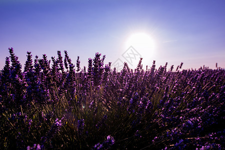 紧紧的紫紫色花朵布希斯草本植物太阳薰衣草农村紫色日落芳香香气植物群园艺图片