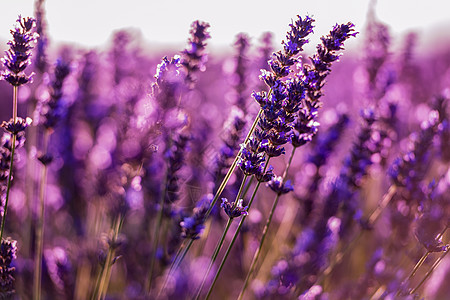 紧紧的紫紫色花朵布希斯蓝色场地紫色芳香花园疗法园艺草本植物薰衣草农村图片