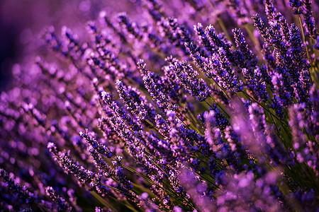 紧紧的紫紫色花朵布希斯蓝色疗法太阳紫色香气植物群花园农村园艺日落图片