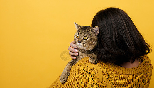 一个穿橙色毛衣的女人 拥有一只成年苏格兰直猫 在黄色背景上 爱动物 爱动物女士黑发朋友乐趣爪子拥抱哺乳动物友谊女性毛皮图片