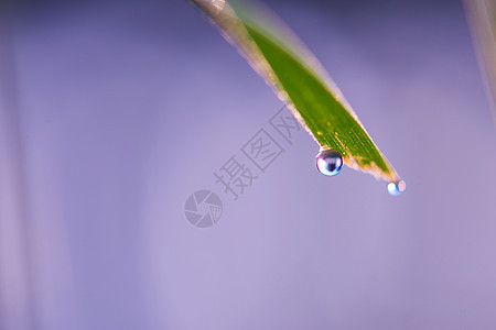 含甘露的草雨滴环境叶子草地天气植物太阳水滴花园自然图片