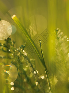 含甘露的草水滴生长雨滴环境天气自然叶子植物花园草地图片
