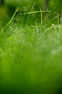 含甘露的草水滴雨滴环境植物叶子天气宏观草地花园自然图片