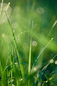 含甘露的草叶子天气植物自然雨滴花园环境草地水滴生长图片