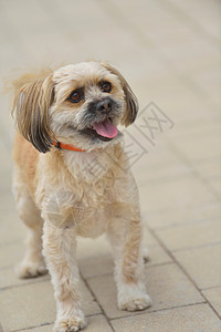 小可爱狗狗朋友闲暇女性舌头宠物皮带生活街道猎犬金子图片