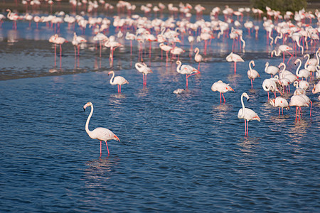一群可爱的粉红火烈鸟热带公园翅膀国家脖子异国天空旅行动物群情调图片