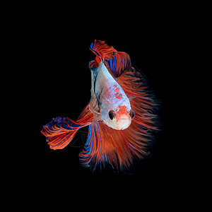 在黑色背景上孤立的 Betta 鱼或暹罗斗鱼的特写艺术运动美术野生动物裙子连体墙纸行动生物学尾巴斗争游泳图片