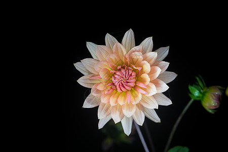 美丽的大丽花花菊花雏菊生长植物植物群花园紫色宏观植物学花瓣图片