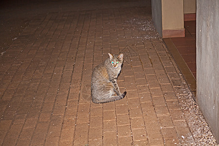 非洲野猫 13731图片