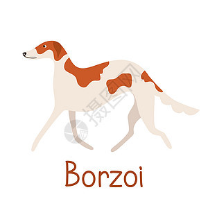 Borzoi狗品种 宠物公寓的矢量插图动物快乐打印尾巴卡通片犬类宠物图片