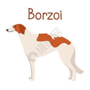 Borzoi狗品种 宠物公寓的矢量插图打印动物犬类卡通片尾巴快乐宠物图片