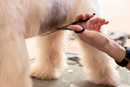 狐狸巨人要剪头发发刷理发师眼睛情感树干工具宠物毛皮猎犬头巾图片