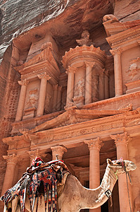 Petra 骆驼图片