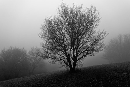神秘树摄影公园天空天气场地植物孤独场景薄雾森林图片