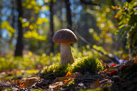 蘑菇中含有苔和易叶木图片