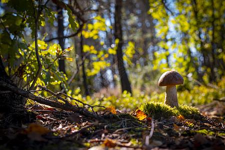 蘑菇生长在苔和木中图片