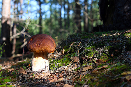 Cep 蘑菇生长在苔苗和迷幻林中图片