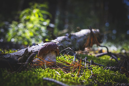 在森林中生长的棕色树冠 青杉蘑菇图片
