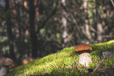 森林中的棕色树顶黑花蘑菇图片