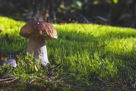 在苔树林中生长的大型黑西尼蘑菇图片