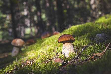 森林中的棕色树皮花草蘑菇图片