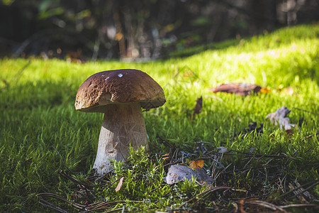 苔树林中的大型黑西尼蘑菇图片