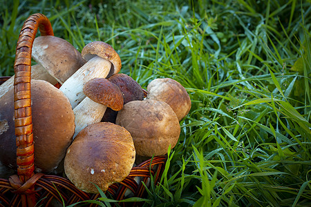 草地里有香草蘑菇图片