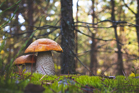 在森林中生长的两棵橙色帽子蘑菇图片