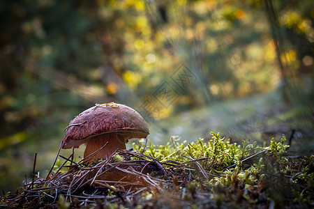 秋林中生长的大蘑菇图片