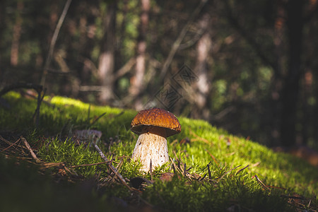 木柴中的棕色树皮黑花蘑菇图片