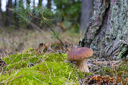 森林中生长的可食小棕帽图片