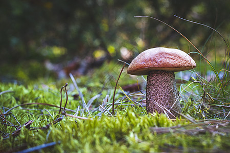 秋木林生长的蘑菇种植图片