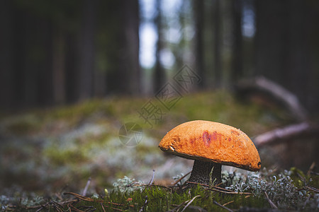 森林中生长的红顶可食用蘑菇图片