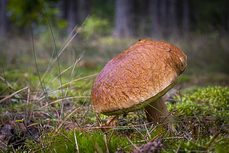 苔中大褐顶可食用蘑菇图片