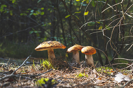 木头中生长的蘑菇有三颗图片