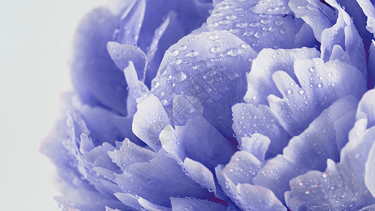 紫罗兰小马紧闭 颜色2022年墙纸婚礼横幅紫色植物群植物花瓣庆典花园背景图片