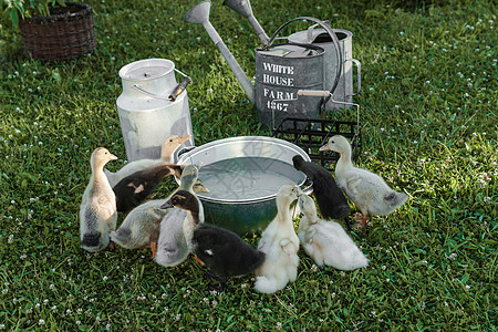 鸭子在农场 浅色和深色的小鸭子从铁槽里喝水 农场生活的概念图片