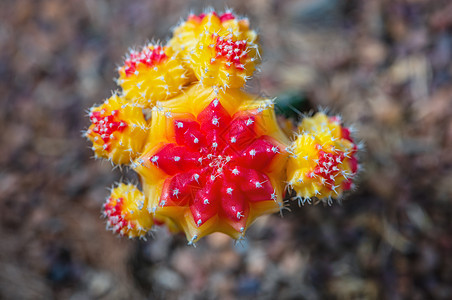 紧贴月亮仙人掌的美丽花朵裸果花园沙漠植物场地宏观植物群叶子热带生长图片