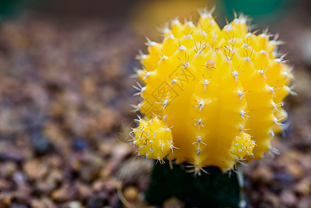 紧贴月亮仙人掌的美丽花朵裸果植物生长花瓣花园宏观沙漠植物群热带叶子图片