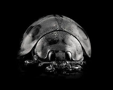橙色和黑花虫的宏观照片甲虫野生动物解剖学圆顶摄影荒野金属漏洞昆虫学斑点图片