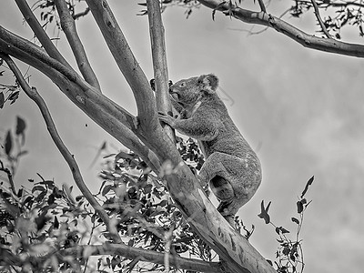 澳大利亚女性Koala与Joey一起爬树分会图片