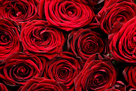 一群红玫瑰 红玫瑰背景 花的照片收藏 ( 红玫瑰 )图片