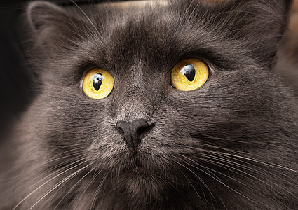 美丽的小猫Nibelung向前看 在黑暗背景上贴近肖像图片