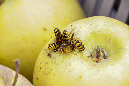 蜜蜂用苹果喂养图片