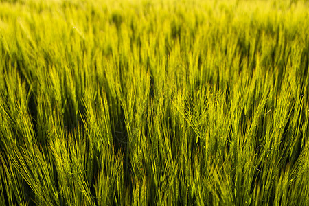 春天在农田里生长的年轻绿色大麦 未成熟的谷物 农业 有机食品的概念 大麦在土壤中发芽 在日落时特写发芽的大麦环境农村收成植物蓝色图片