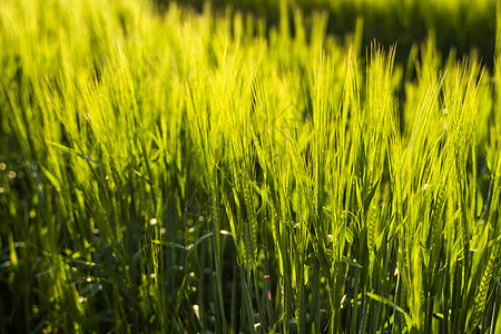 春天在农田里生长的年轻绿色大麦 未成熟的谷物 农业 有机食品的概念 大麦在土壤中发芽 在日落时特写发芽的大麦食物小麦太阳粮食种子图片